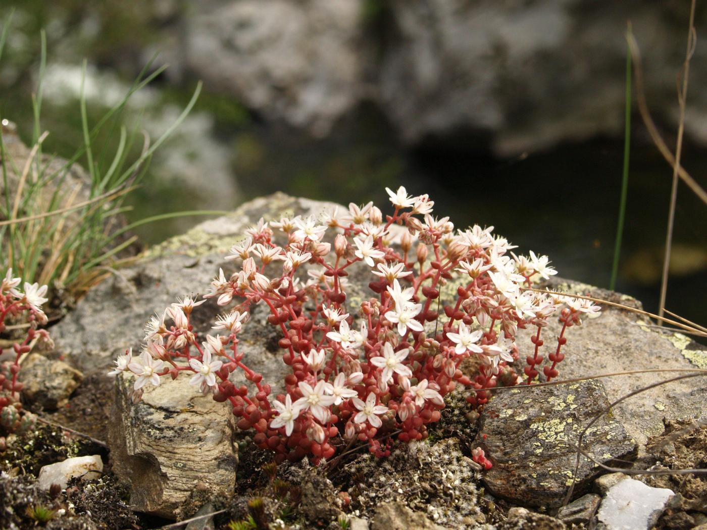 Stonecrop, Short-leaved plant